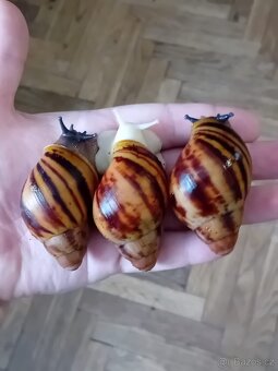 Africký šnek archachatina marginata suturalis - 3