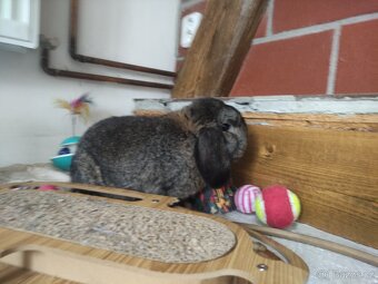 Zakrslý beránek - 3