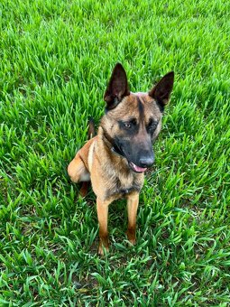 Belgický ovčák - malinois s PP - 3