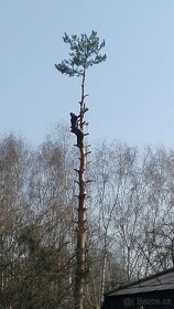Rizikové kácení stromu - 3