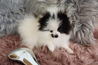 Pomeranian fenka s PP - 3