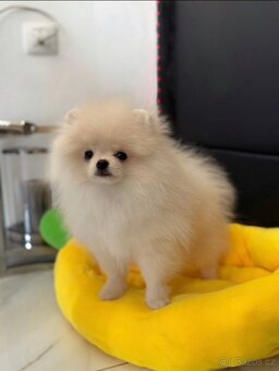 Pomeranian s PP - 3