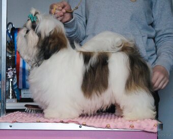 Štěňátka Shih-tzu s PP(shi-tzu, shihtzu) - 3