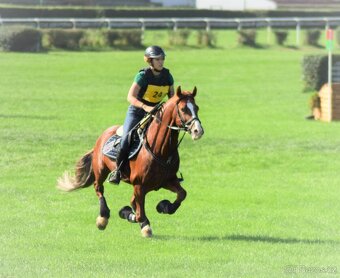 Připuštění welsh cob - 3