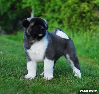 Americká akita s PP - 3
