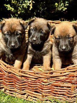 BELGICKÝ OVČÁK MALINOIS - ŠTĚŇATA - 3