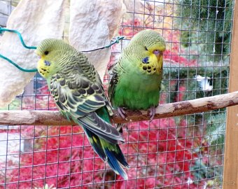 Andulka vlnkovaná - 3