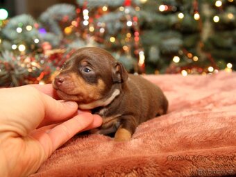 Pražský krysařík s PP FCI - 3