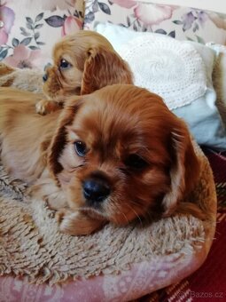 Kavalír King Charles Španěl - 3