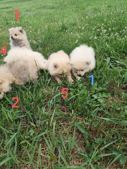 Špic pomeranian štěňátka - 3