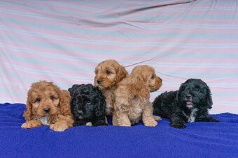 Cavapoo - 3
