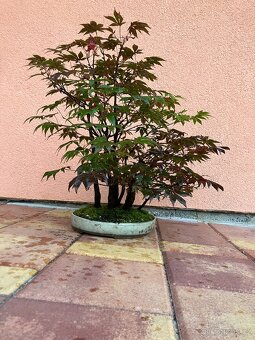 Bonsai, Bonsaj, japonský javor, lesík - 3