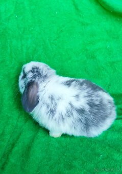 Minilop mini beránek - 3