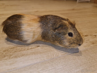 Moračta za odvoz - 3