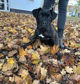 Cane Corso bez PP - 3