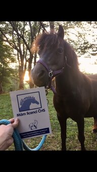 Jedinečný poník - 3