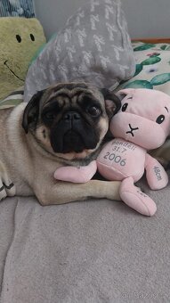 Tříletý Mops ke krytí - 3