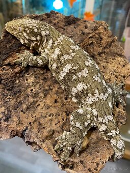 Samci R. Leachianus Mt. Koghis - 3