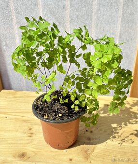kapradina Venušina vláska pokojová rostlina - 3