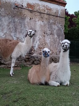 Lama krotká - 3