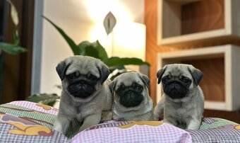 Mops - 3