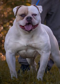 Štěňata Amerického Bulldoga - 3