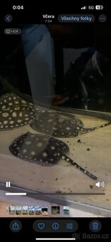 Rejnok Trnucha Leopoldova Black Diamond - 3