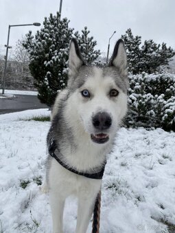 Sibiřský Husky - 3