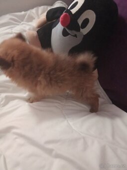 Pomeranian - 3