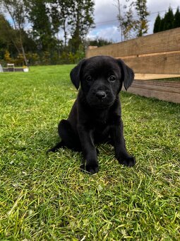 Štěňata Labradora bez PP - 3