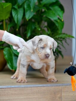 American Bully XL/XXL - 3