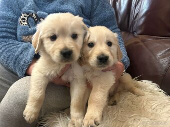 Zlatý retrívr bez PP - 3