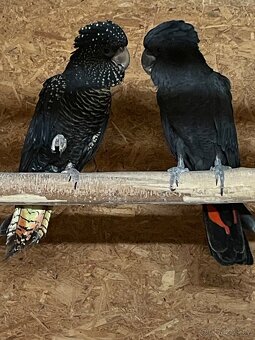 Kakadu Havraní Banksi Banksi - 3