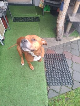 Daruji do dobrých rukou - 3