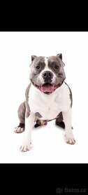 American Bully krytí - 3