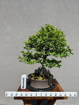 Bonsai Habr, carpinus betulus - 3