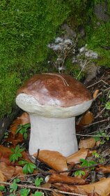 Zahradní dekorace - hřib s jehličím,hříbek,houba,umělý kámen - 3