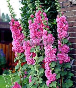 Althea Rosea plnokvětá,směs,krásná trvalka, 20ks semen - 3