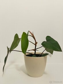 Epipremnum scindapsus šplhavnik šplhavnice - 3