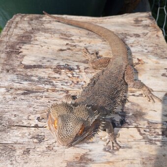 Agama vousatá ( samec ) - 3