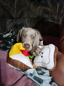 Výmarský ohař - fenka s PP - 3