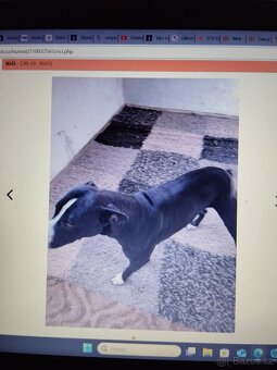 Pozor Pitbulové, kteří jsou útoční - 3