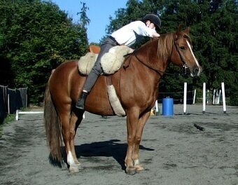 Vycvičený mladý valach - 3