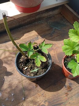 Prodám přebytky rostlin - 3