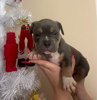 American bully štěňátka - 3