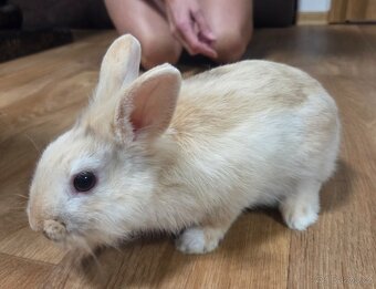 Zakrslý králík - 3