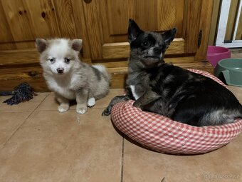 Prodám štěňátko - čivava - 3