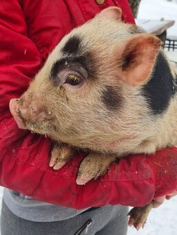 Gottingenské miniprasatko - 3