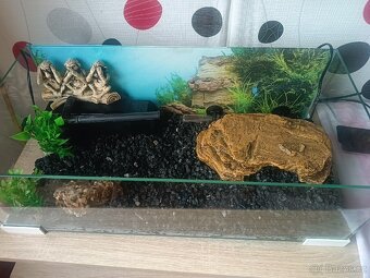 Prodám vodní želvu - 3