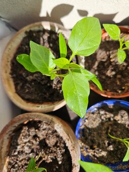 Sazenice paprik - 3